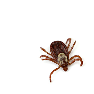 Tick Image of Tick